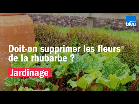 Vidéo: Comment annuler des fleurs ?