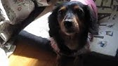 しゃべる犬モカ 本当にしゃべります Youtube しゃべる犬モカ 本当にしゃべります Youtube