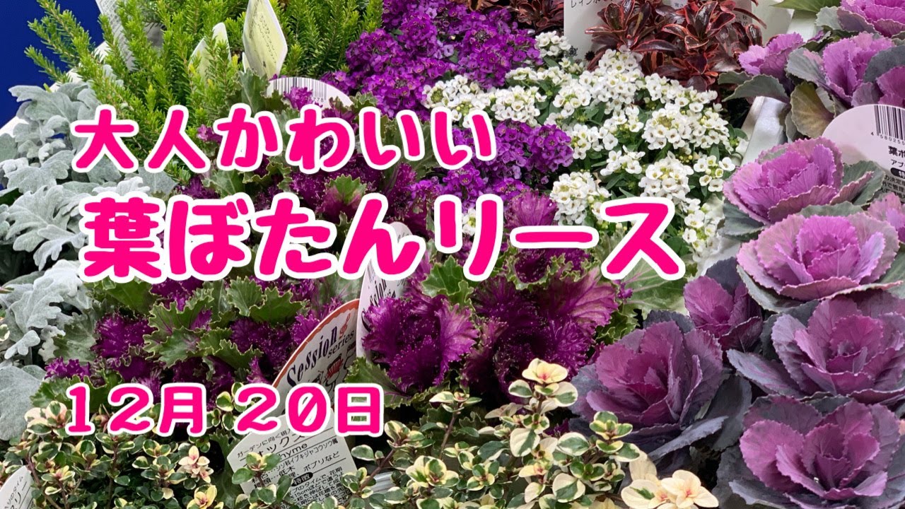 かわいい寄せ植えお正月だから葉ぼたん入れて作ります Youtube