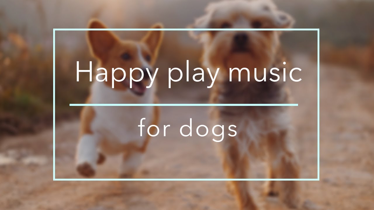 dog happy music
