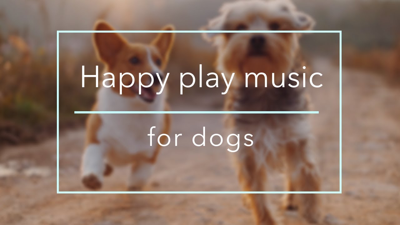 fun music for dogs