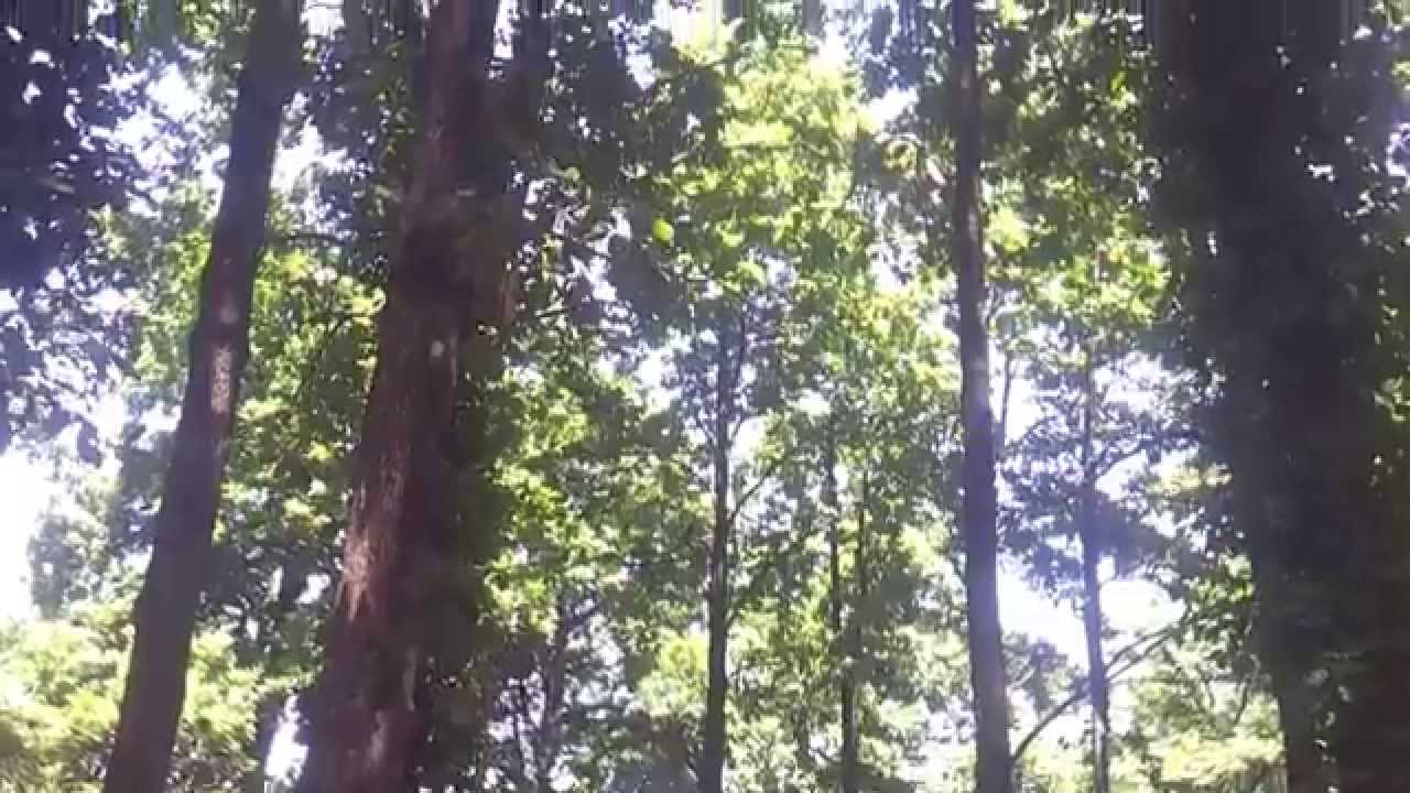 La Forêt de Yakouren - Azzazga - Tizi Ouzou