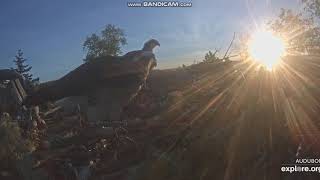 Hog Island Osprey Nest Intruder