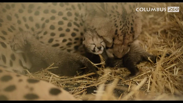 History Making Cheetah Cubs Born Through IVF - DayDayNews