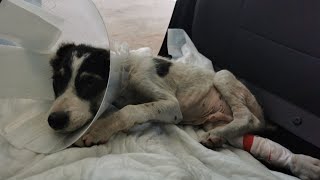 First they mutilated this puppy, then they dumped him, and then someone run him over and left!