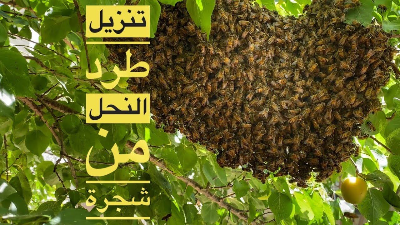كيف تنزل طرد النحل من الشجرة