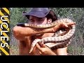 Black Headed Python caught and shown