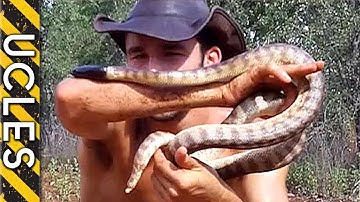 Black Headed Python caught and shown
