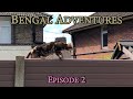 Bengal adventures  episode 2