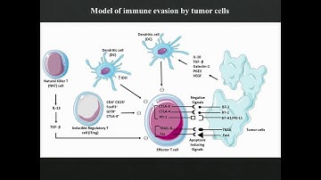 T-Regulatory Cells In Tumor Progression And Therapy- Video Abstract ID 228887