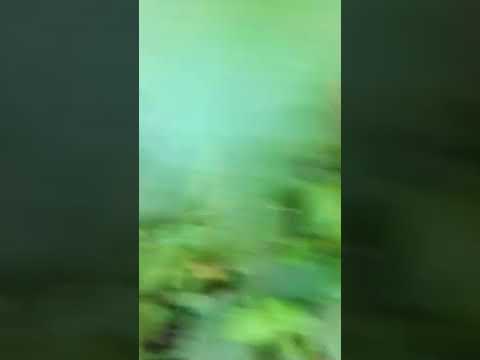 Идеальный год для