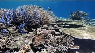 Palau, Coral Garden at the Short DropOff, April 24, 2024