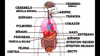 Órganos  del cuerpo humano.