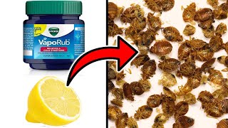 How To Get Rid of Bedbugs Easily with Vicks Vaporub & Lemon Juice