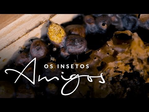 Vídeo: Idéias de jardim amigo dos insetos - Aprenda a fazer um jardim de insetos