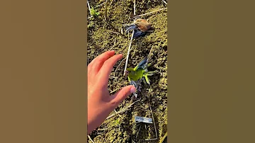 Birds Trap صيد الطيور باللاصق Chasse Birds الحسون Birdsounds 