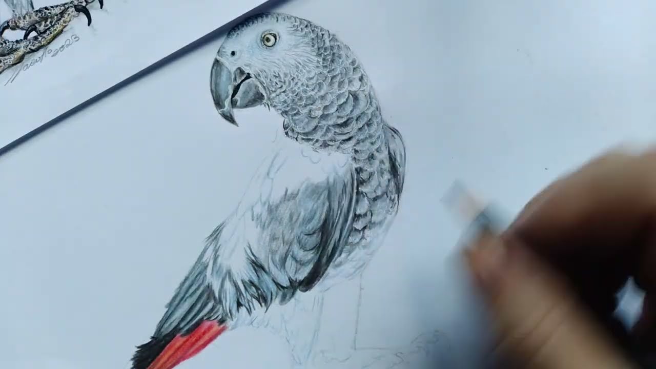 como desenhar papagaio do congo realista passo a passo em lápis de cor:  parte 5 de 5 