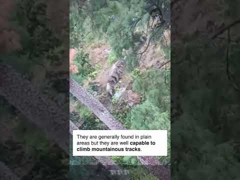 ELEPHANTS CLIMBING THE FORESTS OF HIMALAYAN RANGE