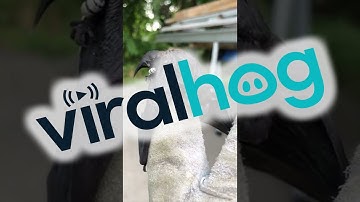 Een vleermuis een helpende hand bieden || ViralHog