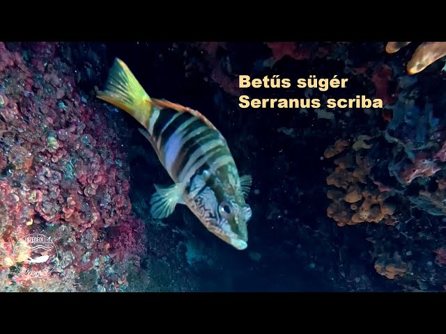 Betűs sügér, Serranus scriba