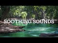 Forest sounds  soundsforyou  1 hr