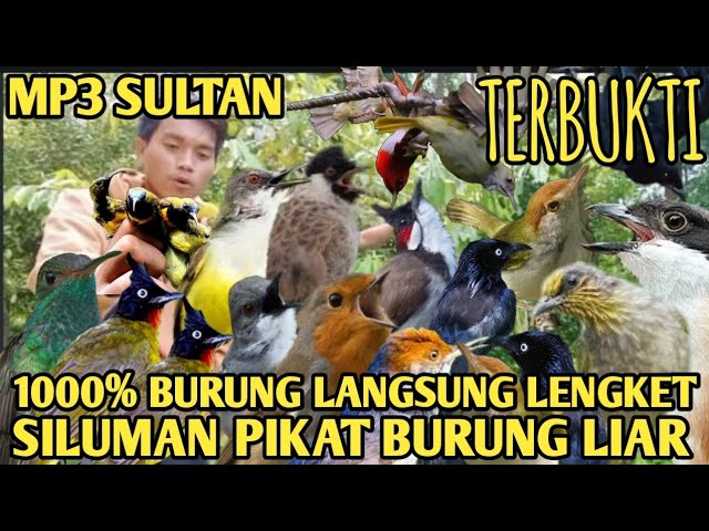 suara pikat SEMUA JENIS BURUNG LIAR YANG SUSAH TURUN TERAMPUH @Smstachanel class=