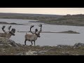 Hunting Caribou on the Tundra in Quebec