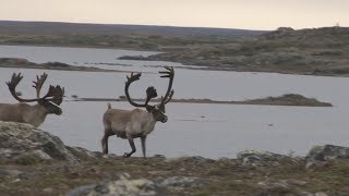 Hunting Caribou on the Tundra in Quebec