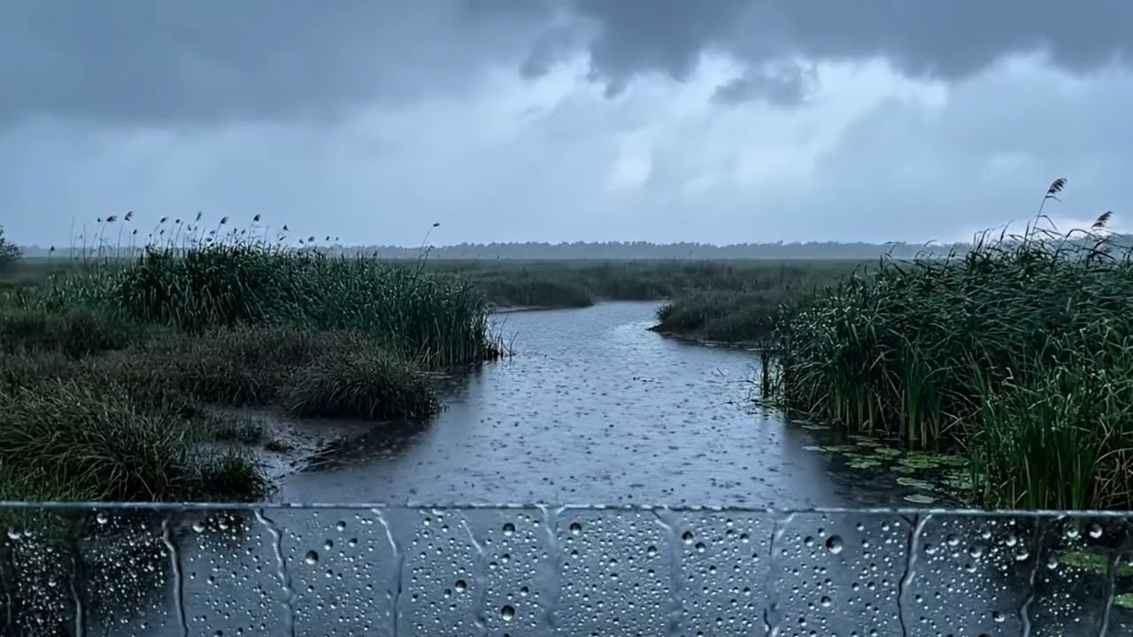 Rainy Marsh Ambience at Dusk – Calm Wetlands ASMR for Deep Sleep and Focus