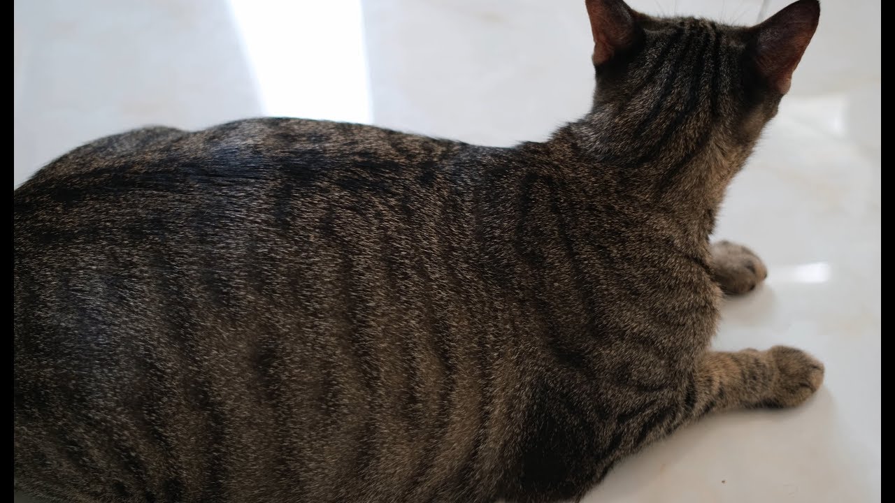 Mèo Ma  Tin Tức về mèo mướp u2013 Thị Trấn Thú Cưng