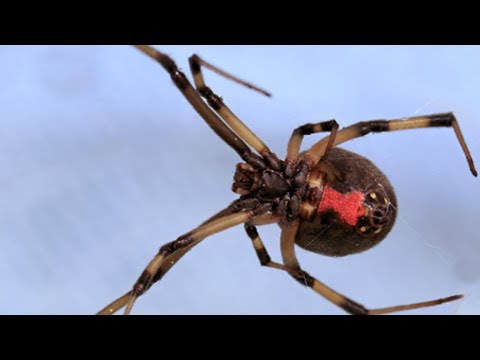 Brown Widow Spider-Latrodectus geometricus-bite