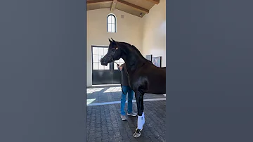 حصان عربي اصيل اسود اسطوري Arabianhorseworld خيل Arabianhorse Arabichorse الخيل حصان الحصان 