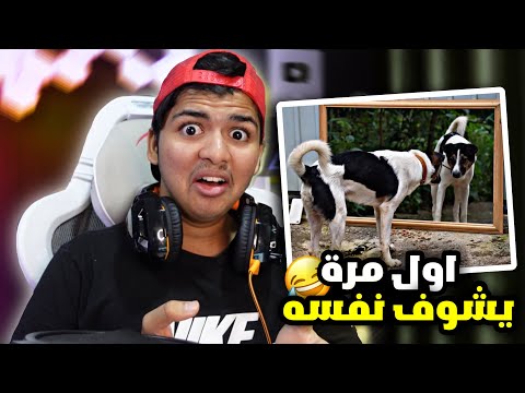 حيوانات لاول مرة تشوف نفسها في المراية شوفوا ردة فعلهم