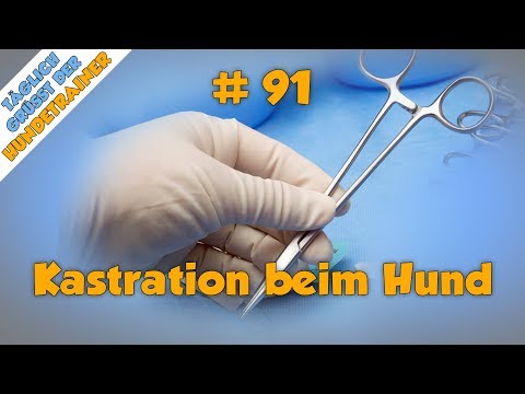 TGH 91 : Kastration und Sterilisation beim Hund - Kastration Hund - Sterilisation Hund - Stadtfelle