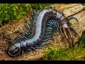 Centipede feeding time