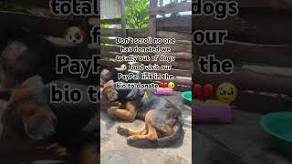 Please no one has donated to feed our rescues #adoptdontshop #dogrescue #rescuedog #share