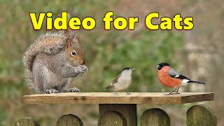 Videos for Cats - Cute Birds and Squirrel Fun