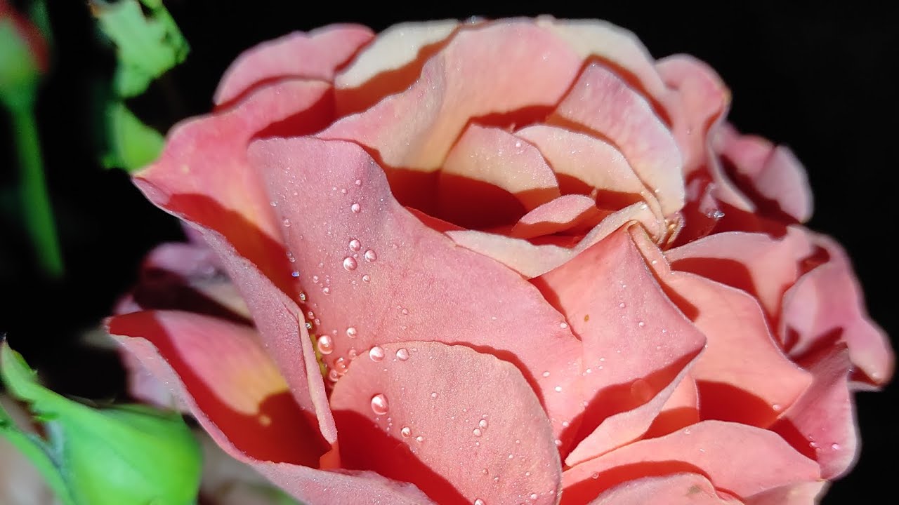 Фаворити та розчарування серед першорічок. Чері Герл, Емільен Гійо, Піч Клементін, Марі Кюрі та ін.