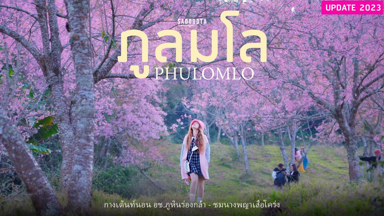 ชมพญานางเสือโคร่งภูลมโล บ้านร่องกล้า หุบเขาสีชมพู กางเต็นท์นอน อช.ภูหินร่องกล้า | sadoodta