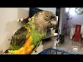 Senegal parrots sounds تصفير جميل و محفز لببغاء اليويو السنغالي