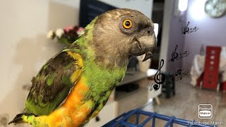 Senegal parrots sounds تصفير جميل و محفز لببغاء اليويو السنغالي