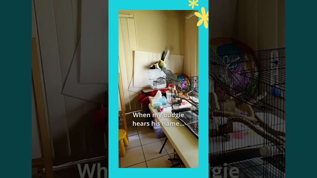 A recall trained budgie - Cookie the budgie