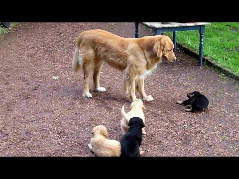 #პასუხისმგებლიანიმეპატრონე