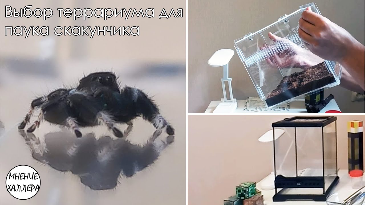 Паук скакун (Phidippus regius) – что необходимо знать, запуск террариума