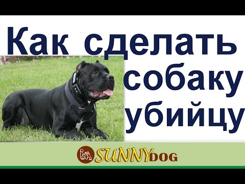 Как сделать собаку убийцу  Очень быстрыйспособ сделать собаку монстра