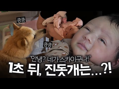<strong>갓난아기</strong> 냄새를 맡은 진돗개들의 본능(!!)적인 첫번째 행동