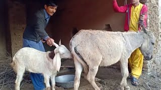 Donkey mating with Sheep 2020 at Village