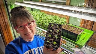 Growing Celery Successfully | Lessons I've Learned Starting Seeds