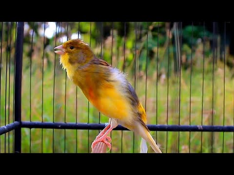 أغنية زفاف كناري 2023 استمع إلى 10 دقائق من تدريب التزاوج لشاب من الذكور من زوج الكناري رقم 1 7