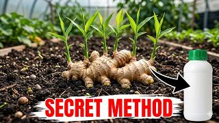 Never Plant Ginger Without This  For Large Fruits & More Ginger Follow This